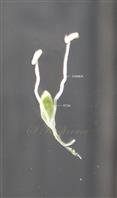  Petal bearing stamens